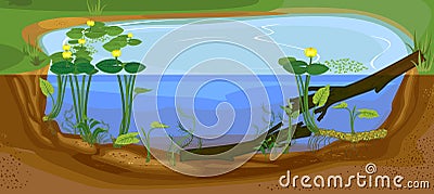 Split level pond. Freshwater pond biotope with Yellow water-lily Nuphar lutea plants Vector Illustration